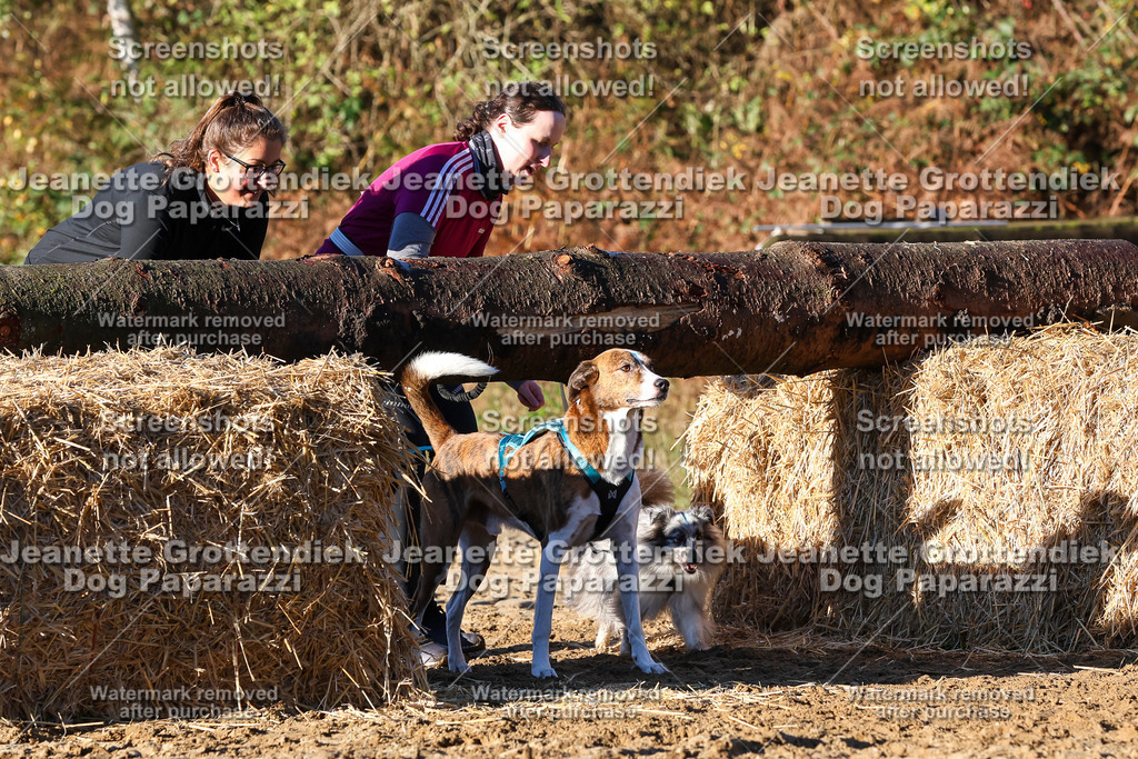 Dog Paparazzi - Strongdog 10-25-1195 | Dog Paparazzi Jeanette Grottendiek Fotografie & Videografie - Realisiert mit Pictrs.com