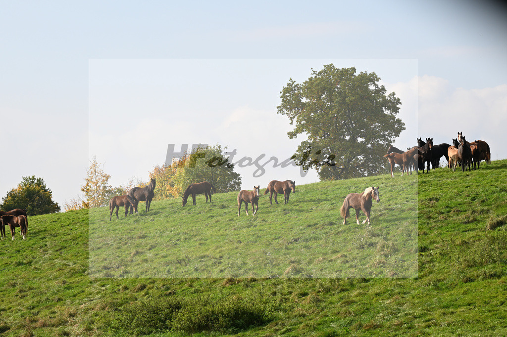 40250633 | hf-fotografie - Realisiert mit Pictrs.com
