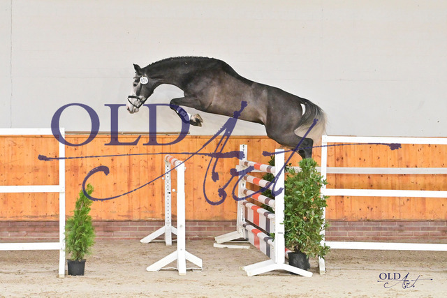 24 Cabalu DE 418180372719 Colman - Zento (NLD) DSC_8187 | <meta name="description" content="★Offizieller Merchandise und Foto-/Videostore des Oldenburger Verbandes.★ ✅Jetzt auch digital Ausdrucke erhältlich." />
<meta name="keywords" content="Merchandise Foto-/Videostore Oldenburger Verband Photographie 