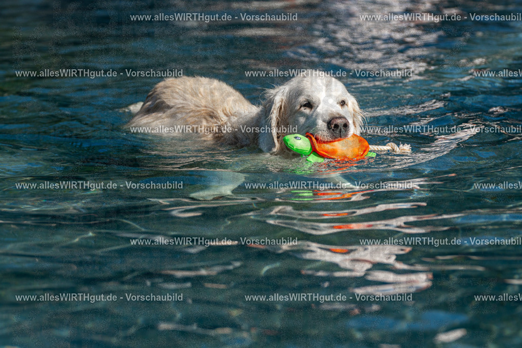 Hundeschwimmen_Volksbad_2026-allesWIRTHgut_Tierfotografie-2609061102-FAY06104 | Professionelle Tierfotografie in Mönchengladbach von Daniel Wirth (allesWIRTHgut). Liebevolle & natürliche Bilder von Hunden & Katzen für unvergessliche Erinnerungen.