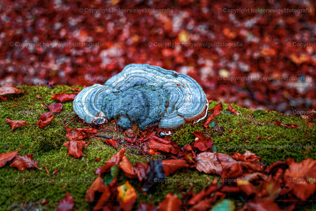 D75_6027 | Kaufen sie online außergewöhnliche Fotografien auf Leinwand Acrylglas Fotoprint Aludibond von holgerweigeltfotografie - Realisiert mit Pictrs.com