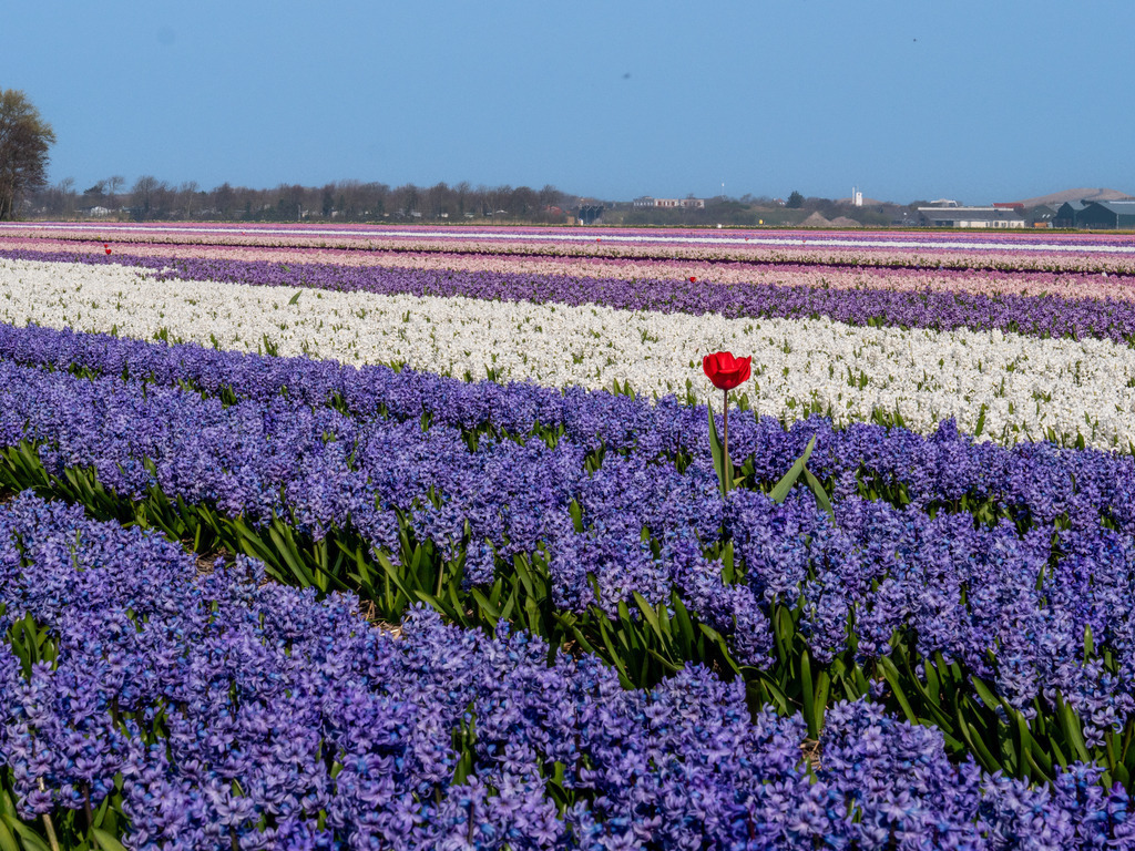 P1011036-LR | Natur im Moment - Realisiert mit Pictrs.com
