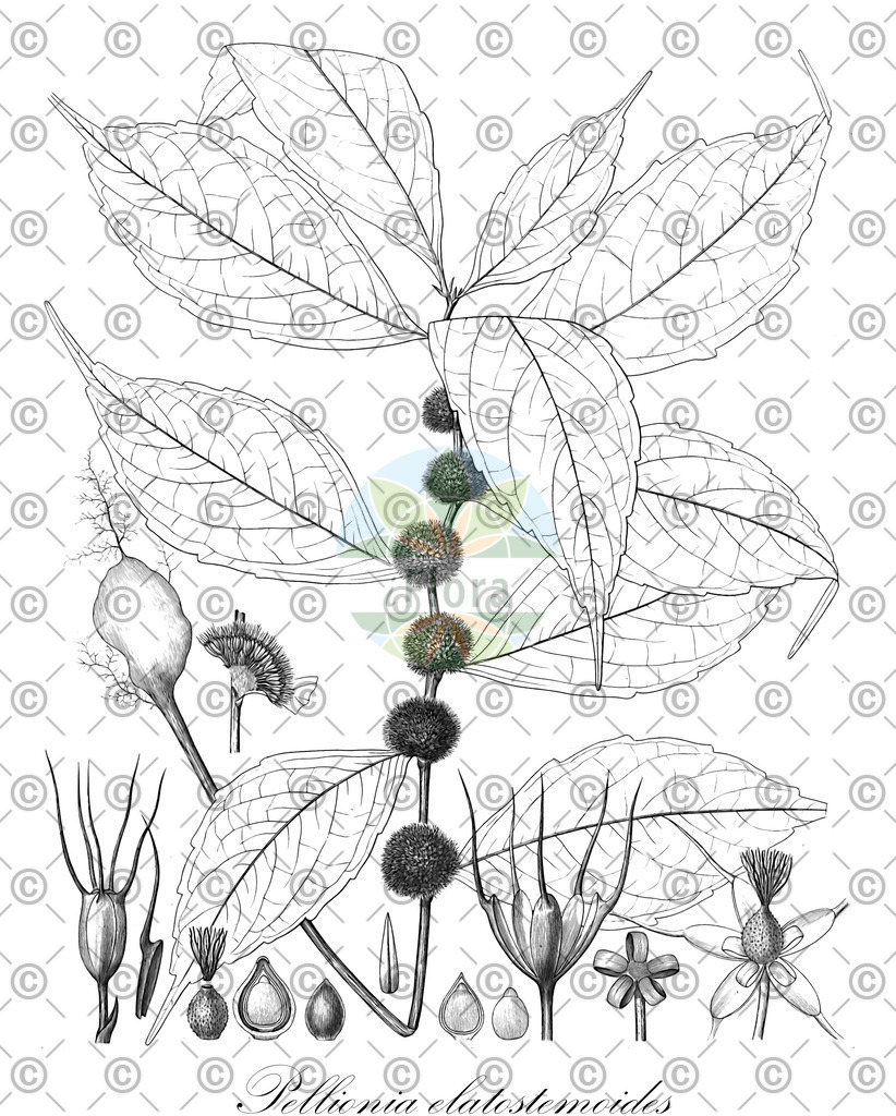 HistAbb_wfo-0000266706_1_ENZY_Simple | Historische Abbildung von Pellionia elatostemoides - Urticaceae | Historical Illustration of Pellionia elatostemoides - Urticaceae