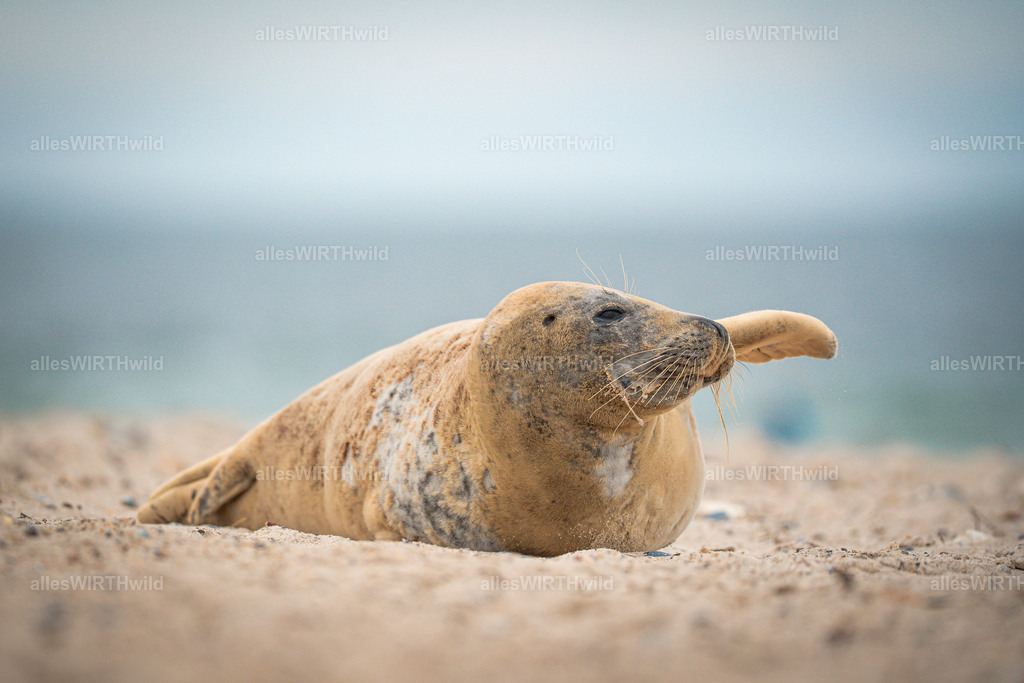 allesWIRTHwild.de - 7IV04730 | Entdecke die faszinierende Welt der Natur- und Wildlife-Fotografie von Daniel und Bärbel. Inspirierende Bilder von wilden Tieren und kleinen Naturwundern.
