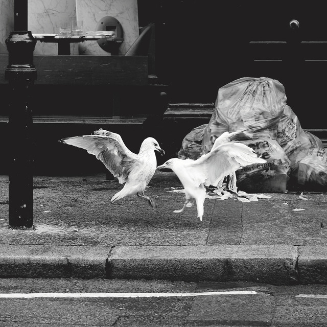 XPR23096-London | blende43