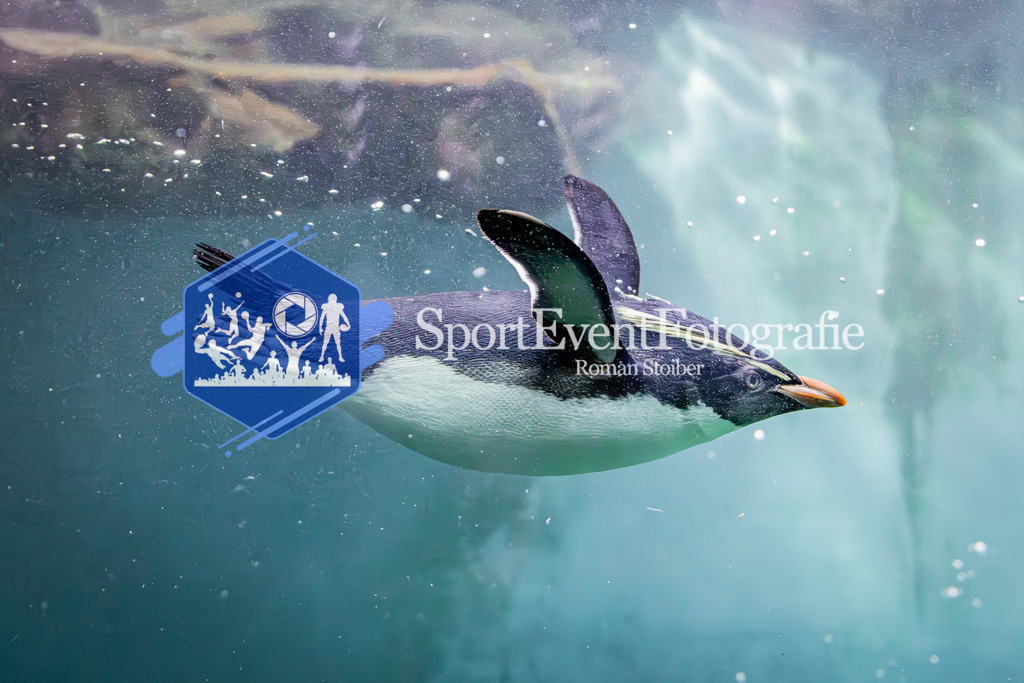 IMAG7718 | SportEventFotografie - Roman Stoiber