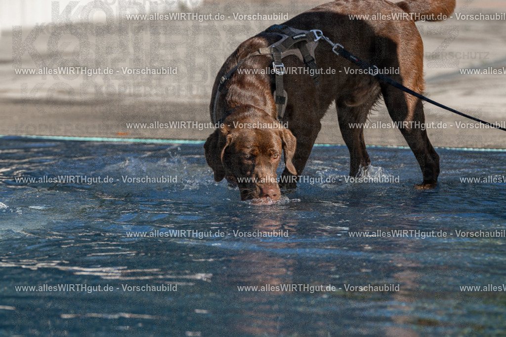 Hundeschwimmen_Volksbad_2026-allesWIRTHgut_Tierfotografie-2609061040-FAY05975 | Professionelle Tierfotografie in Mönchengladbach von Daniel Wirth (allesWIRTHgut). Liebevolle & natürliche Bilder von Hunden & Katzen für unvergessliche Erinnerungen.