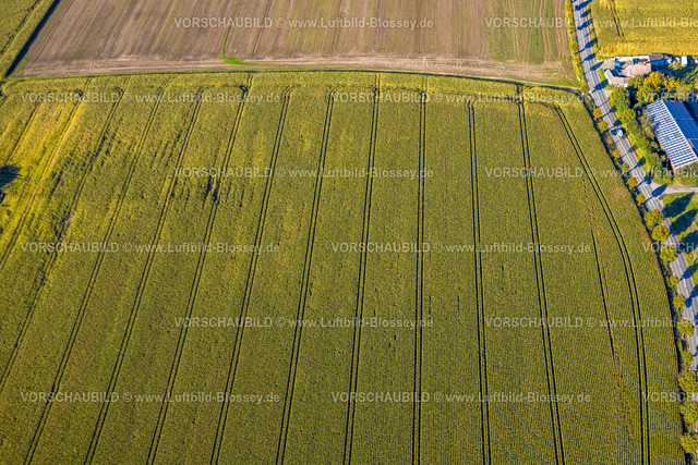 Bergkamen241006522Maiwald | Luftbild, dreieckige Baumgruppe auf einem Feld an der Lünener Straße, Acker, Feld, Baumgruppe, Landwirtschaft, Weddinghofen, Bergkamen, Ruhrgebiet, Nordrhein-Westfalen, Deutschland