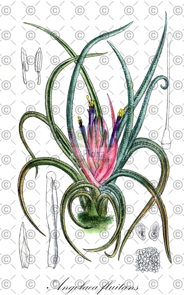 HistAbb_wfo-0000536542_90_ENZY_Simple | Historische Abbildung von Angolaea fluitans - Podostemaceae | Historical Illustration of Angolaea fluitans - Podostemaceae