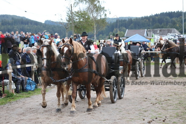 Sankt_Märgen_Rossfest_2025_Schauprogramm (301) | Alle Fotos der Reiterjournal Fotografin Doris Matthaes im Reiterjournal Online-Fotoshop. - Realisiert mit Pictrs.com