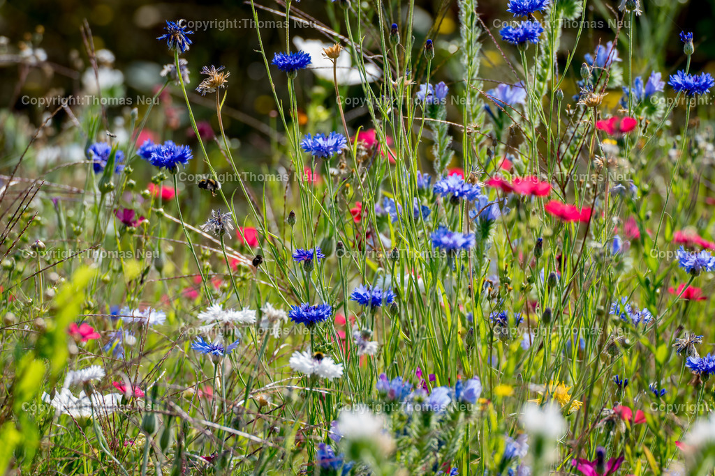 DSC_7336 | Bensheim, blühende Sommerwiese im Hospizgarten ein Eldorado für Bienen, Hummel, Schmetterlinge und andere Insekten und  ,, Bild: Thomas Neu