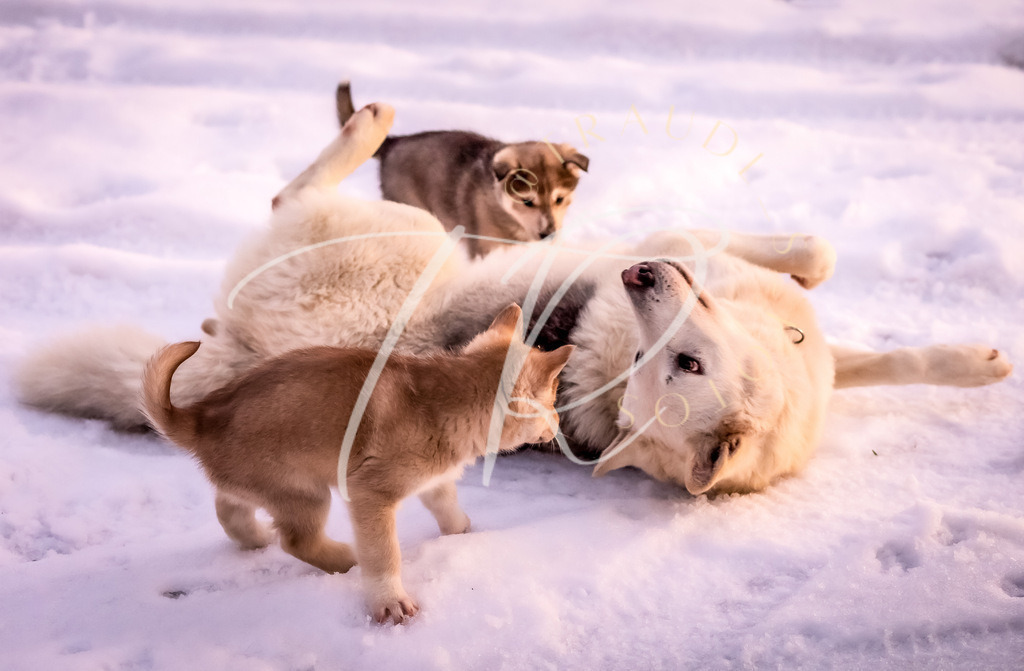DEB0C265-C3FE-4A6F-8FDE-9C16BBAF05C1 | traudl_s_fotos