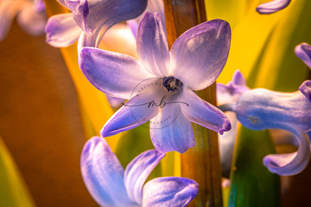 Blüte einer Hyazinthe | Nahaufnahme der Blüte einer Hyazinthe - Realisiert mit Pictrs.com