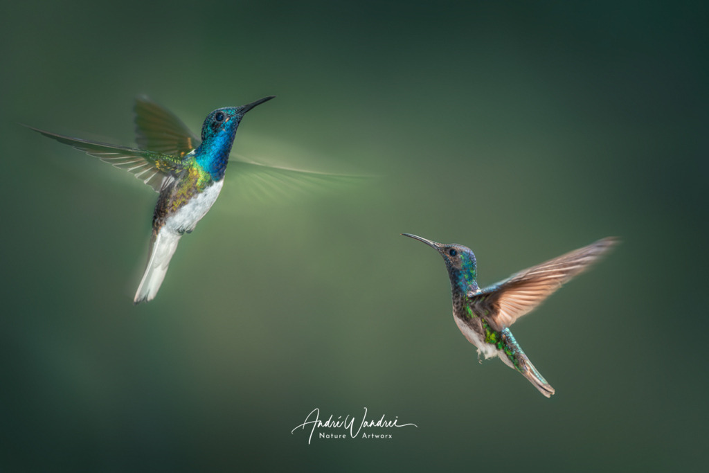 Fliegende Juwelen | Andre Wandrei - Nature Artworx - Realisiert mit Pictrs.com