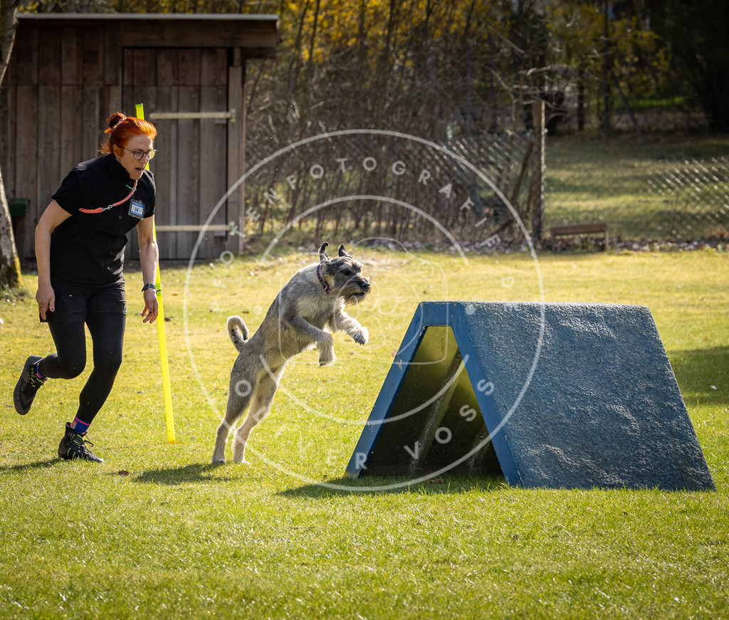 Pfotenfotografie_DV3A3286 | Hundefotografie, Tierfotograf, Pfotenfotografie, Fotoshooting Hund, Hunde Portrait, Hundesport, Hundeportraits, Heideshooting, Hunde, Sportfotograf, Hundefotograf, Turnierhundsport, THS,  - Realisiert mit Pictrs.com