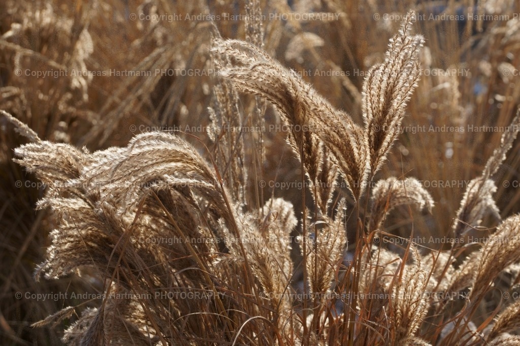 Gräser | Gräser - Realisiert mit Pictrs.com