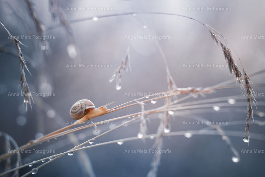 schnecke | anna-metz - Realisiert mit Pictrs.com