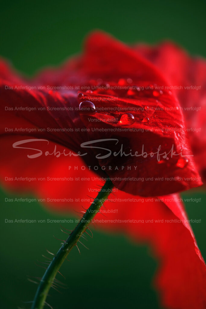 Wandbild Mohnblume | People- und Tierfotografie, Imageaufnahmen, Veranstaltungsfotografie und Wandbilder aus der Natur ★ Made in Germany ✔️ Druck + Downloads ✔️ Naturfotografie in Top Qualität ★ schneller Versand, weltweite Lieferung! - Realisiert mit Pictrs.com