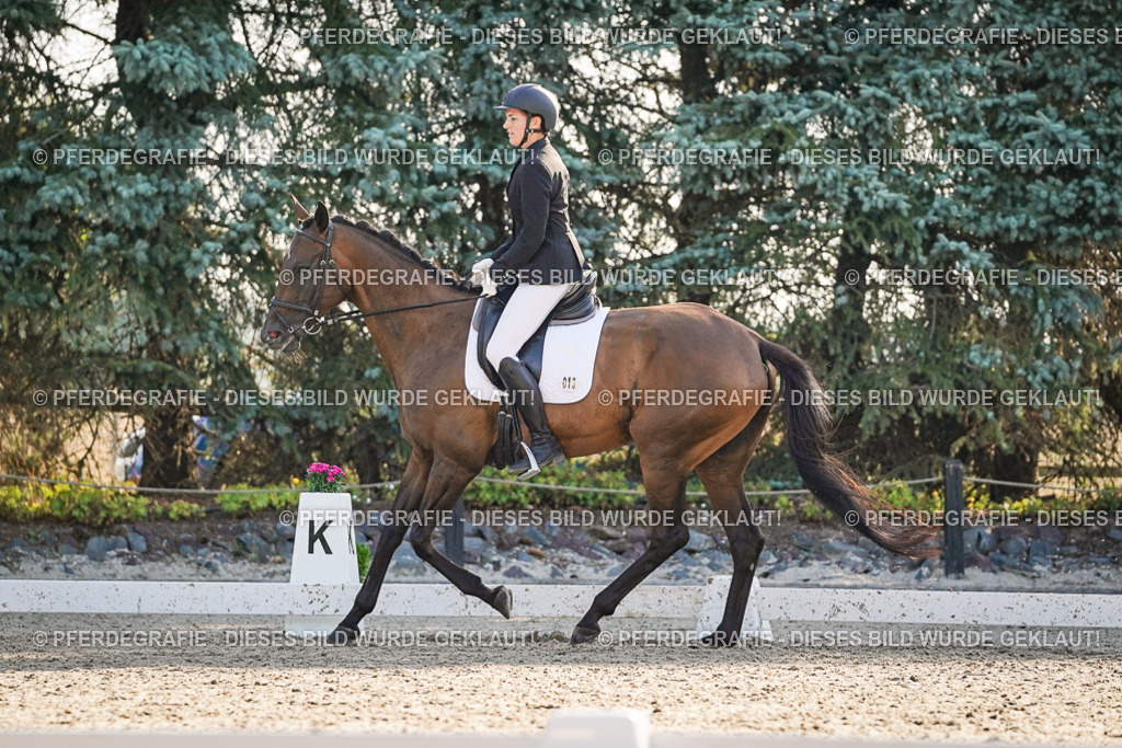 DSC08378 | Pferdegrafie