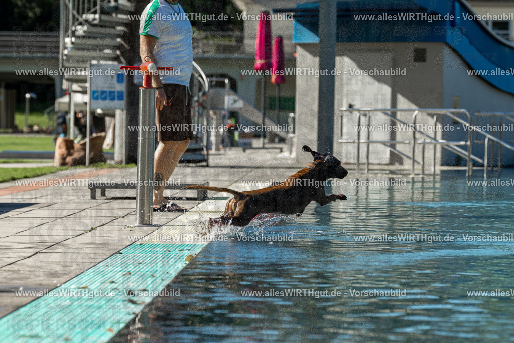 Hundeschwimmen_Volksbad_2026-allesWIRTHgut_Tierfotografie-2609061035-094559-7R509045 | Professionelle Tierfotografie in Mönchengladbach von Daniel Wirth (allesWIRTHgut). Liebevolle & natürliche Bilder von Hunden & Katzen für unvergessliche Erinnerungen.