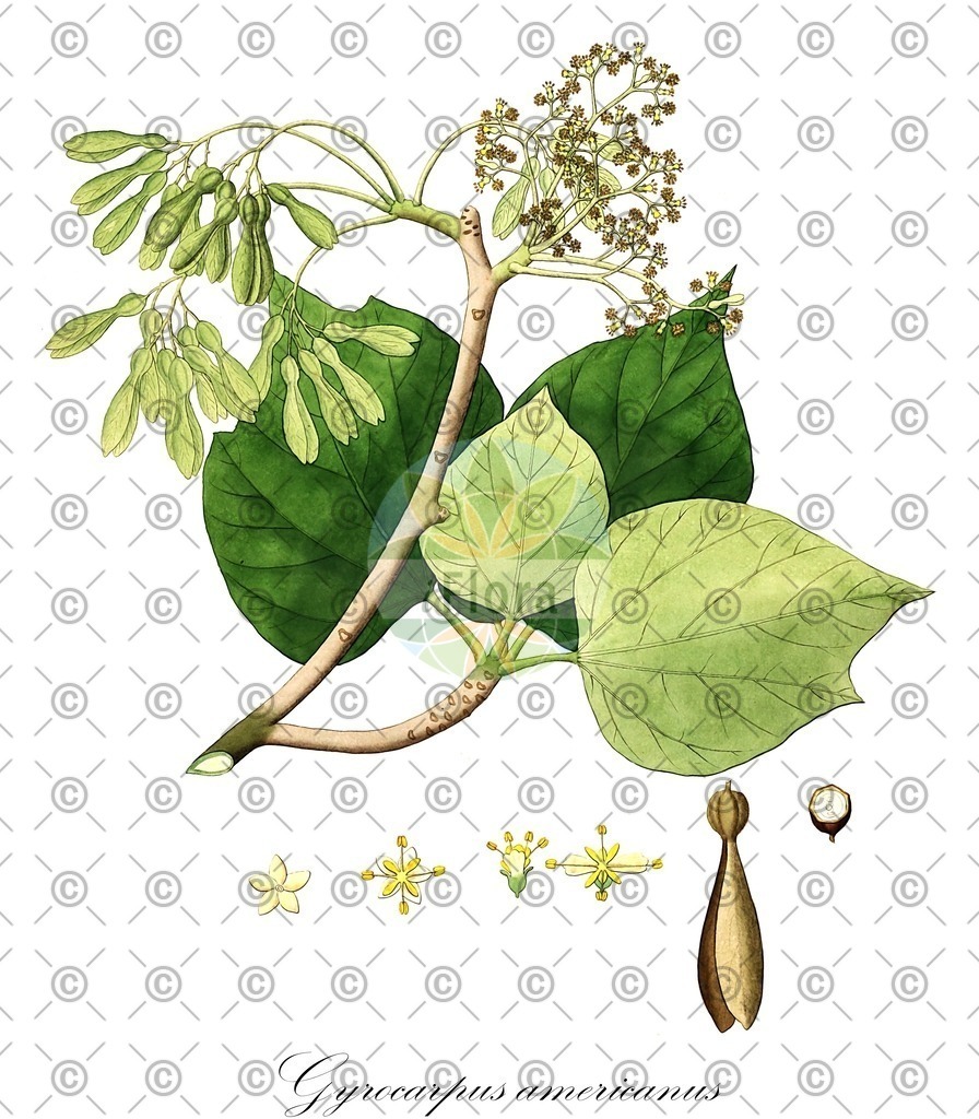 HistAbb_wfo-0000713902_1_ENZY_Simple | Historische Abbildung von Gyrocarpus americanus - Hernandiaceae | Historical Illustration of Gyrocarpus americanus - Hernandiaceae