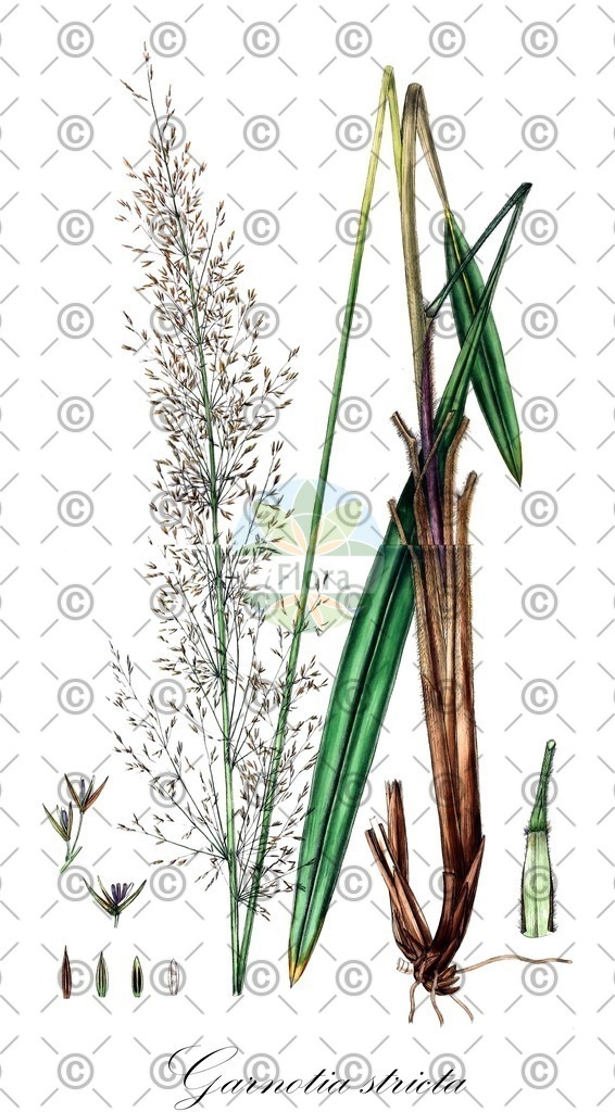 HistAbb_wfo-0000428258_1_ENZY_Simple | Historische Abbildung von Garnotia stricta - Poaceae | Historical Illustration of Garnotia stricta - Poaceae