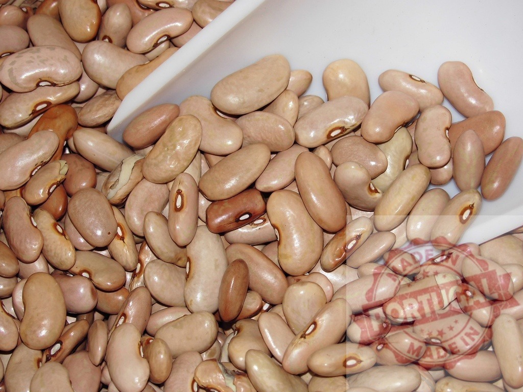Dried pinto beans showing healthy food ingredient | Dried pinto beans filling a scoop, ready for cooking and healthy eating - Realized with Pictrs.com