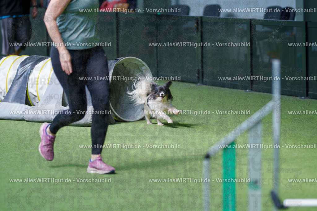 @allesWIRTHgut_Tierfotografie - www.allesWIRTHgut.de - 2604251402-7R504599 | Professionelle Tierfotografie in Mönchengladbach von Daniel Wirth (allesWIRTHgut). Liebevolle & natürliche Bilder von Hunden & Katzen für unvergessliche Erinnerungen.