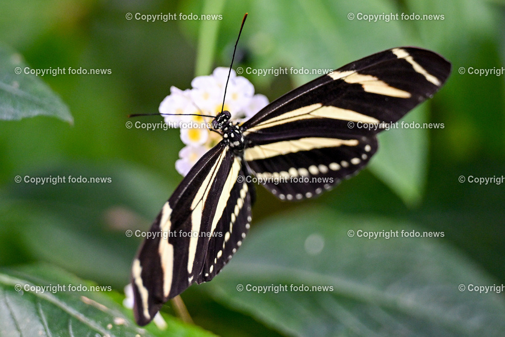 Botanischer Garten Linz_ Schmetterlinge_ Orchideen_ 21.01.2024-49 | 21.01.2024, Botanischer Garten Linz, AUT, Schmetterlinge, im Bild tropische Schmetterlinge, Schmetterling, Falter, Natur, Tiere, Blumen, Pflanzen, Insekten, Butterfly, Tropenhaus
