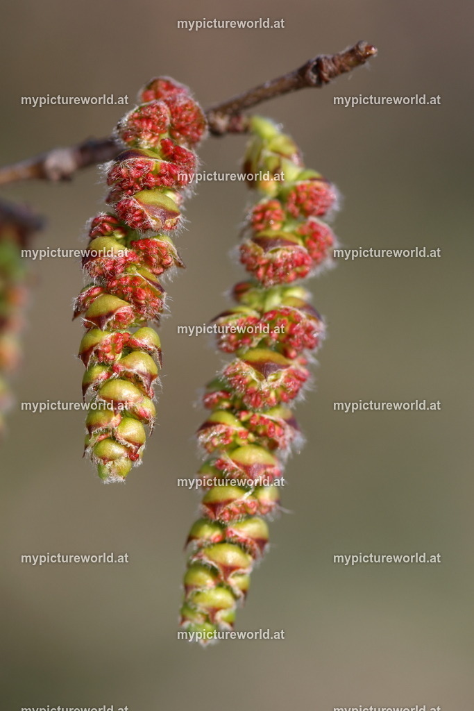Hainbuche-002 | Das Bilderarchiv über Tiere, Planzen und Landschaften. In der Bilddatenbank finden Sie ein große Auswahl an hochwertigen Bilder für Ihre Werbung - Realisiert mit Pictrs.com