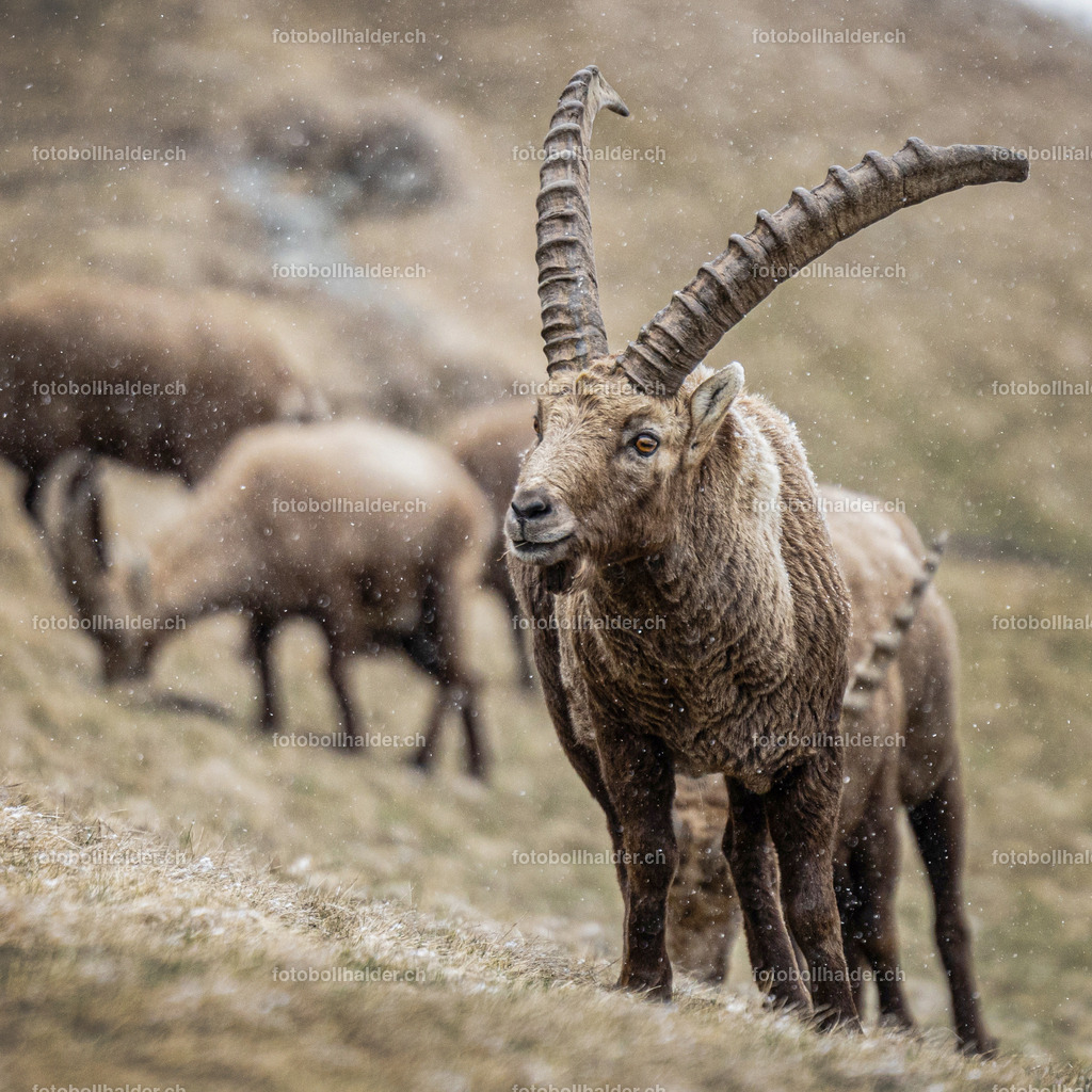 IMG_0191_1 | Foto Bollhalder 