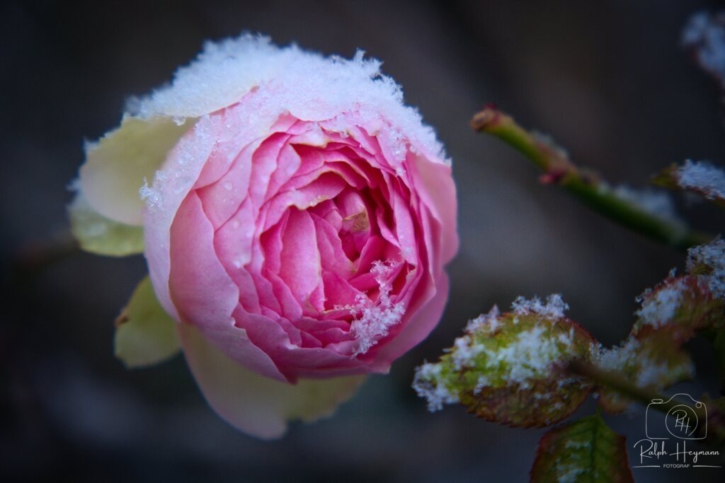 Rose bearbeitet | Ich fotografiere leidenschaftlich Landschaften, Architektur, Portraits und Tiere - Realisiert mit Pictrs.com