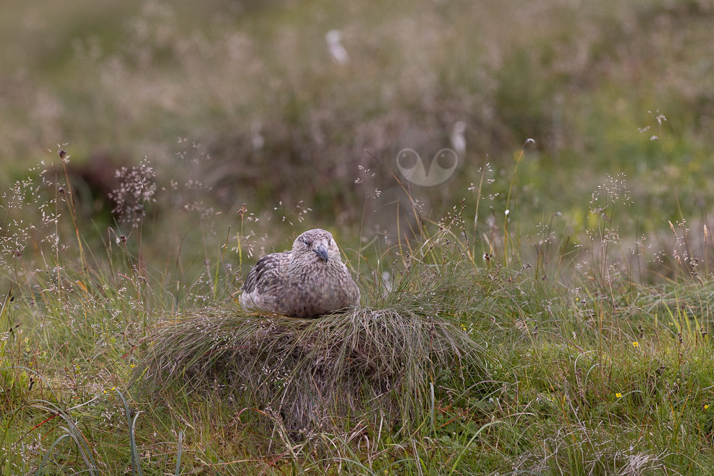 R5NF4108-20230720 | Der Papageitaucher – auch Papageientaucher oder Puffin genannt – ist eine Vogelart aus der Familie der Alkenvögel. Die Art brütet in Erdhöhlen an und auf Klippen oder an deren Fuß im Nordatlantik sowie im westlichen Nordpolarmeer. - Realisiert mit Pictrs.com