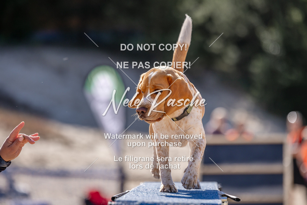 NR__0755 | nelerasche