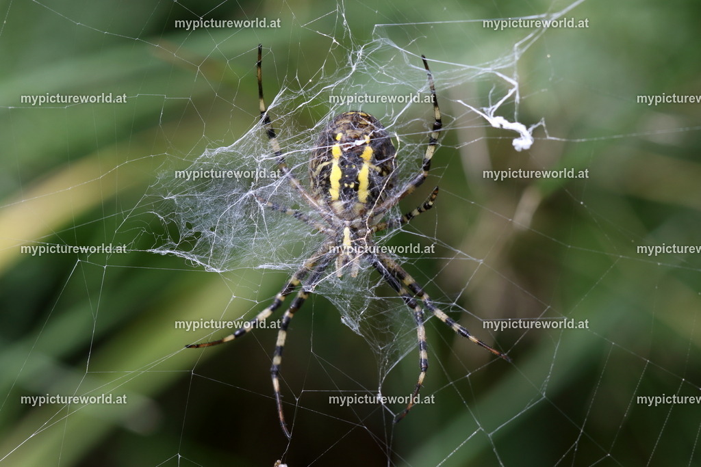 Wespenspinne-064 | Das Bilderarchiv über Tiere, Planzen und Landschaften. In der Bilddatenbank finden Sie ein große Auswahl an hochwertigen Bilder für Ihre Werbung - Realized with Pictrs.com