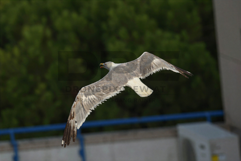 Yellow-legged Gull (Larus michahellis) | Yellow-legged Gull (Larus michahellis), a large gull species commonly found along Mediterranean coasts, rocky shorelines, harbours and coastal areas. - Realisiert mit Pictrs.com