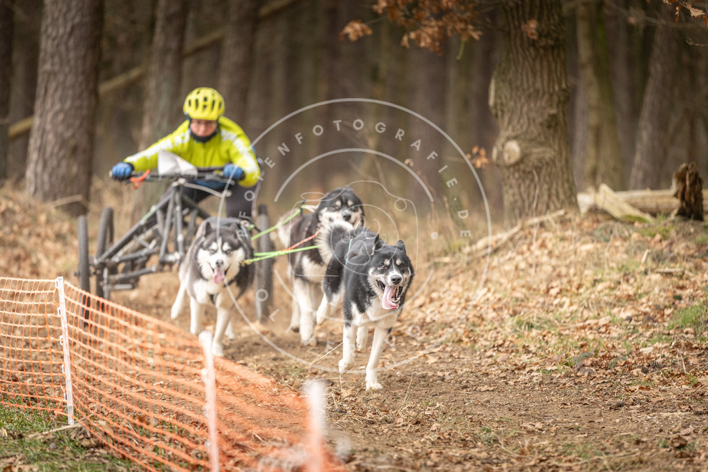 Pfotenfotografie_DV3A4852 | Hundefotografie, Tierfotograf, Pfotenfotografie, Fotoshooting Hund, Hunde Portrait, Hundesport, Hundeportraits, Heideshooting, Hunde, Sportfotograf, Hundefotograf, Turnierhundsport, THS,  - Realisiert mit Pictrs.com