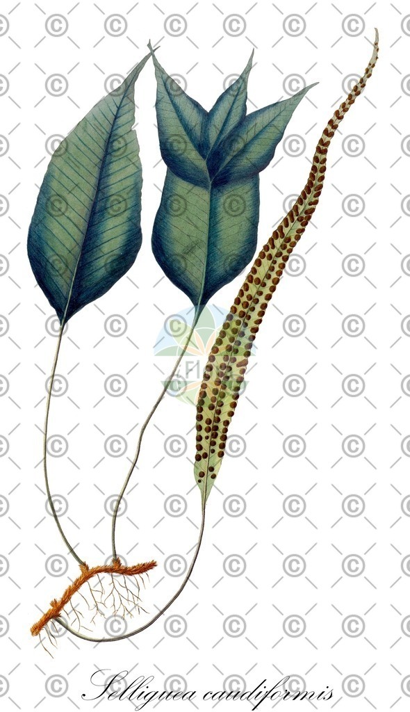 HistAbb_wfo-0000072840_1_ENZY_Simple | Historische Abbildung von Selliguea caudiformis - Polypodiaceae | Historical Illustration of Selliguea caudiformis - Polypodiaceae