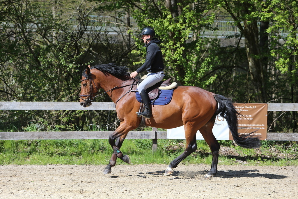DL2Q3117 | Willkommen bei Brunnmayr - Design & Fotografie – Ihrem Spezialisten für Reitturniere und Pferdeveranstaltungen in Oberösterreich, Salzburg und Bayern! Seit über 17 Jahren sind wir leidenschaftlich dabei.