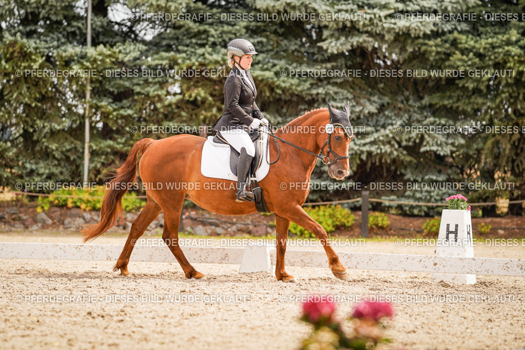 DSC01978 | Pferdegrafie