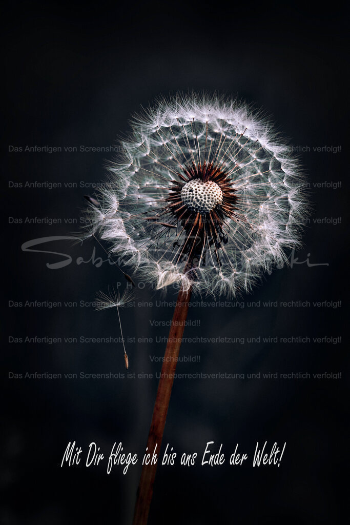 Postkarte "Mit Dir fliege ich bis ans Ende der Welt" | People- und Tierfotografie, Imageaufnahmen, Veranstaltungsfotografie und Wandbilder aus der Natur ★ Made in Germany ✔️ Druck + Downloads ✔️ Naturfotografie in Top Qualität ★ schneller Versand, weltweite Lieferung! - Realisiert mit Pictrs.com