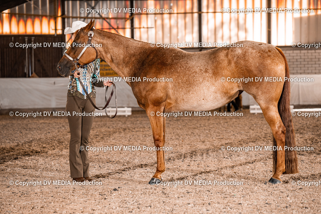 ZH100201 | dv-media-shop - Realisiert mit Pictrs.com