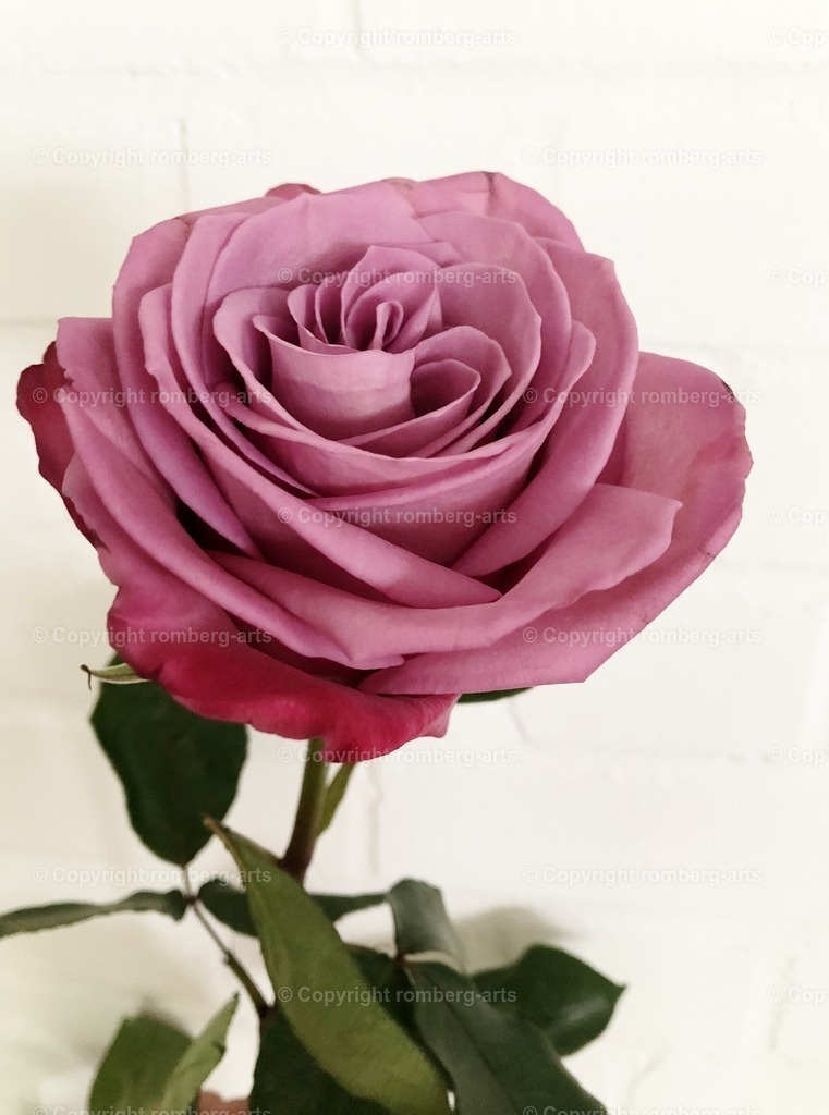 IMG_4456 | romberg-arts, romberg-arts.de, www.romberg-arts.de, Foto_Online_Shop, Julia Fuhrmann, Köln, Fotos, Fotografie, Fotokunst, Kunstdrucke, Naturfotos, Aktfotos, Nacktfotos, schwarz_weiß_Fotos, Blumenfotos, Blumen, Tiere, Beton, Korrosion, Lächeln, Drucke