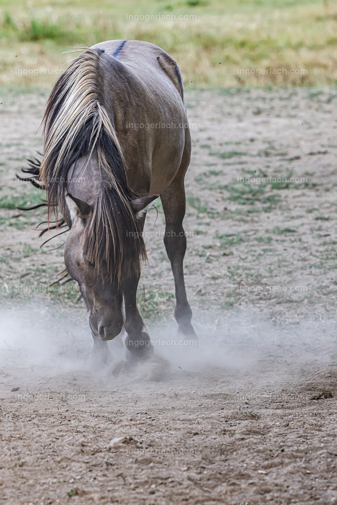 NZ9_9542 | Betzdorf(Deutschland Der deutsche Naturfotograf  Ingo Gerlach/69 aus Betzdorf in Deutschland war Anfang August 2022 auf dem Weg zu „seiner“ Herde mit Islandhengsten. Diese Herde mit rund 14 Hengsten fotografiert Gerlach bereits seit mehreren Jahren. Diesmal wollte der Naturfotograf schauen wie es den Hengsten geht. Es war der heißeste August seit Beginn der Wetteraufzeichnung. Das Thermometer zeigte an diesem Vormittag bereits 38 Grad an. Die Hitze würde sicherlich auch den Tieren zu schaffen machen. Als Gerlach an der sehr weiträumigen Weide ankam sah er schon die Staubwolken. Schnell positionierte er die Nikon Z9 mit dem Superzoom 180 bis 400mm und einschwenkbarem Konverter auf seinem Stativ. Schnell hatte er die ersten Bilder auf der Speicherkarte. Das Verhalten der Hengste war typisch für die Isländer. Sie wälzten sich im Staub um lästiges Ungeziefer los zu werden. Zudem kühlte die Staubschicht auf der Haut auch ein wenig. Obwohl reichlich Staub vorhanden war, kämpften die Hengste immer wieder um den besten und staubigsten Platz.  Dadurch das der Staub in die Höhe ging ergaben sich „herrliche Fotos. Als der Fotograf seine Bilder im Kasten hatte checkte er noch ob die Hengste auch genügend Wasser zur Verfügung hatten, Hatten sie. Ein Brunnen lieferte das lebensnotwendige Nass. 