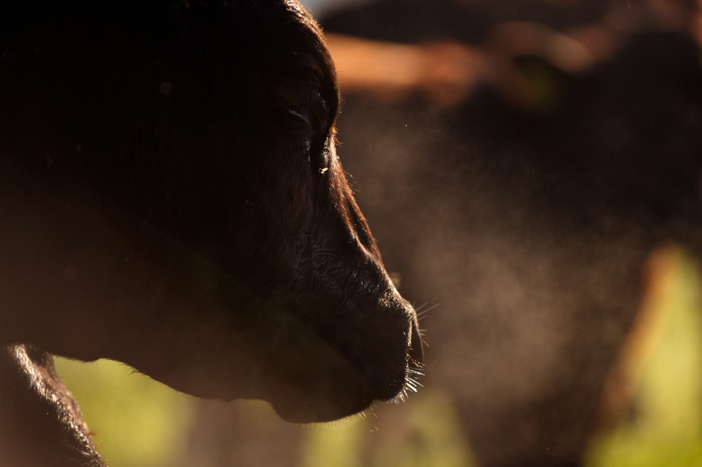 Zickentaler Moorochse  | Rohr, Austria - May 12, 2012: Zickentaler Moorochse, Porträt eines Rindes aus der Herde. - Realisiert mit Pictrs.com