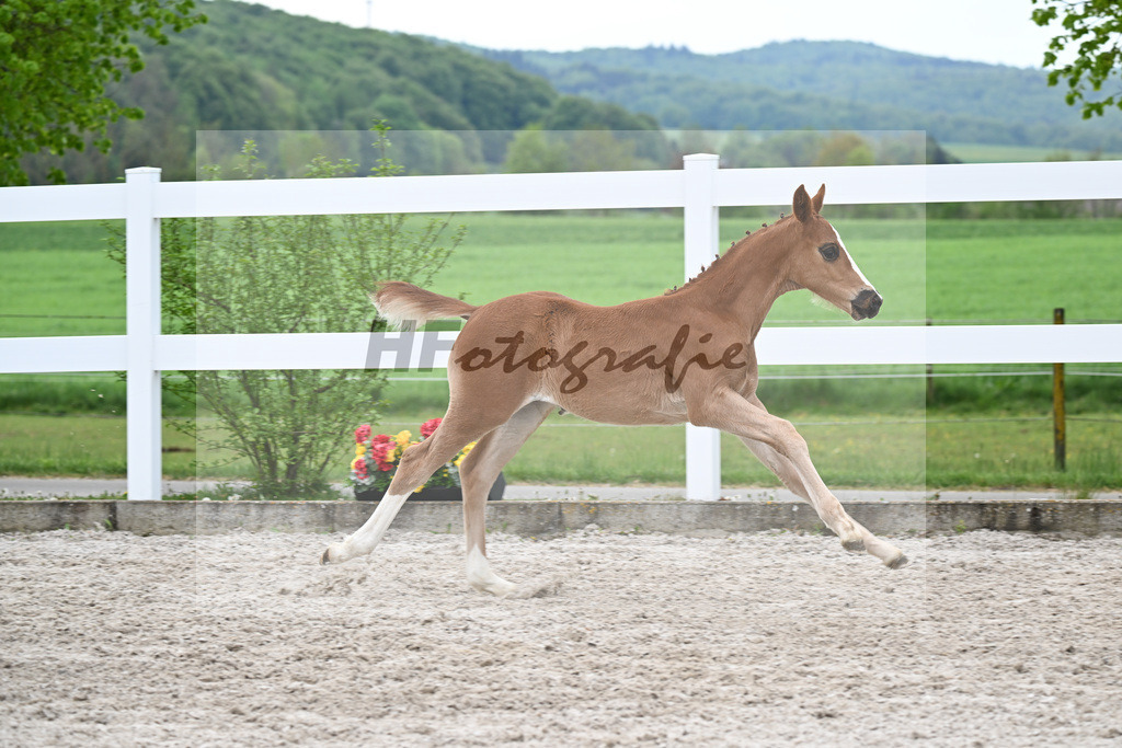 Kat-Nr. 50 HF Erste Sahne x Grey Flanell_Geng_23260093 | hf-fotografie - Realisiert mit Pictrs.com