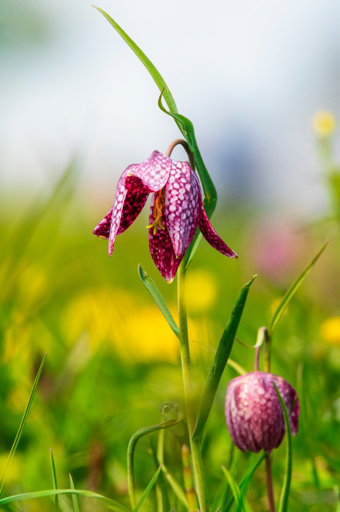 2022_04_30_SCHACHBLUMEN_DSC1674 | Hochwertig gedruckte Fotografien für die Wand, als Kalender und zum Verschenken. Hamburg & Norddeutschland und überall wo ich mit der Kamera unterwegs war.