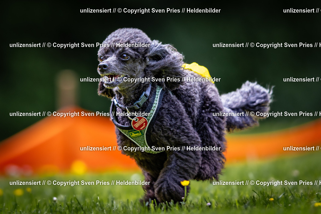 Sven Pries | 2026-05-14 - Hunderennen KA Durlach Vatertag 2026 - Realisiert mit Pictrs.com