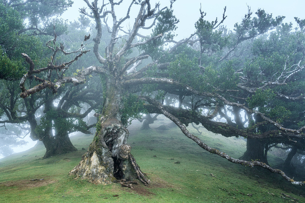 Lorbeerbaum Fanal | Wandbilder - Florian Läufer - Realisiert mit Pictrs.com