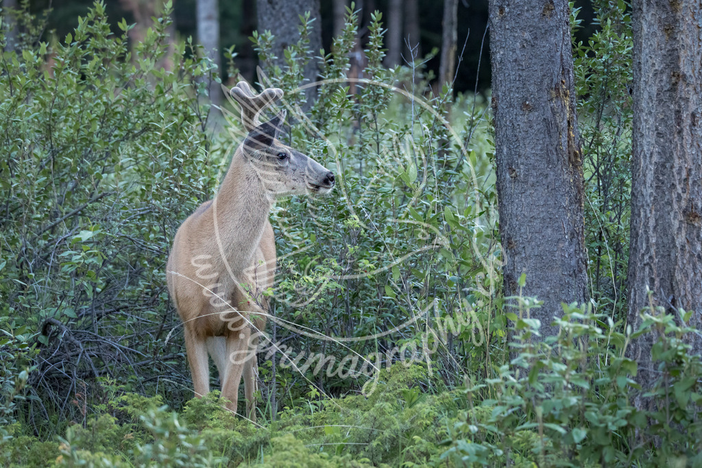 forest entcounter - muke deer, canada | Authentische Landschafts- & Wildtierfotografie aus der Schweiz. Hochwertige Wandbilder, Fine-Art-Prints und Wunschmotive nach Auftrag – sorgfältig entwickelt im Grumagraphy-Style